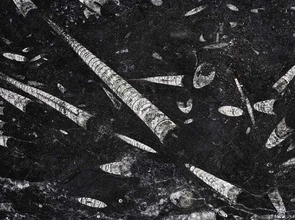 Fossile Black