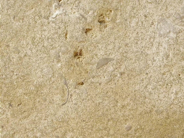 Vallangis Jaune