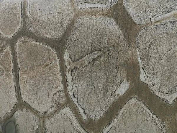 Brazilian Fossil